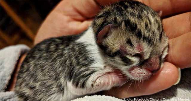 kitten woody